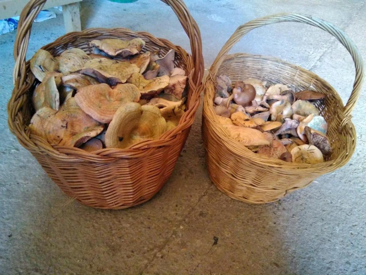 Casa Pirineu * Esterri de Cardos